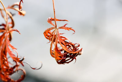 Close-up of dry plant