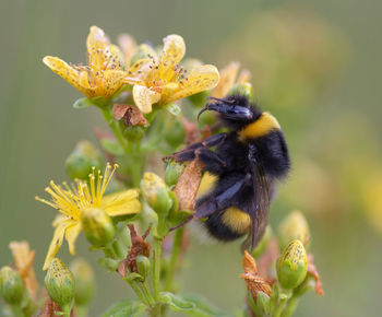 Detail humblebee on the flower