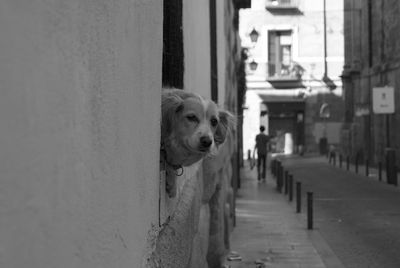 Portrait of dog on footpath