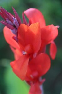Close-up of red flower