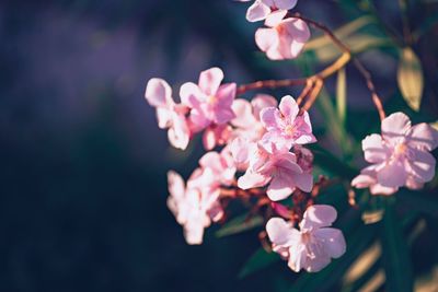 Close-up of pink cherry blossoms