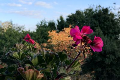 Close-up of pink flowering plants on field