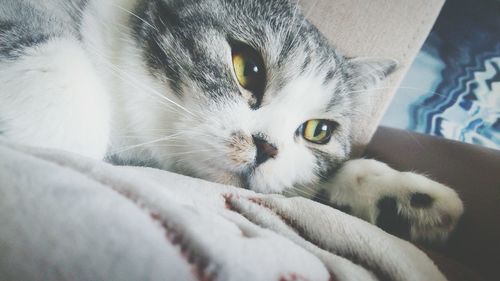 Portrait of cat on bed at home