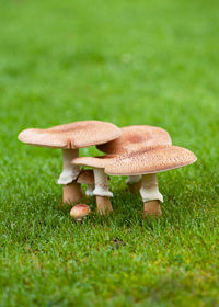 Edible blusher fungi growing in grass in the forest.  autumn mood.