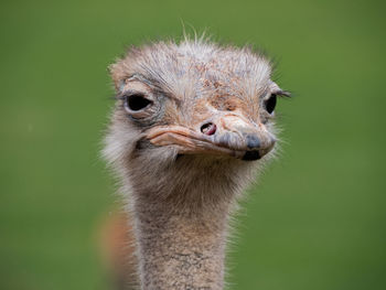 Close-up portrait of ostrich