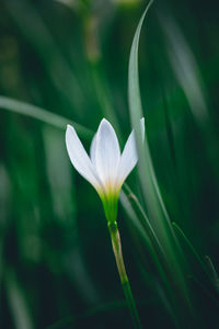Close-up of white flower blooming outdoors