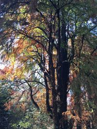 Trees in forest during autumn