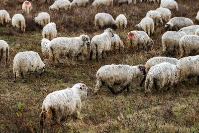 Sheep grazing on field