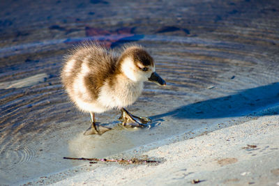 Close-up of a bird