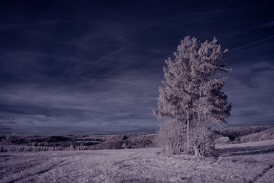 Tree on field against sky