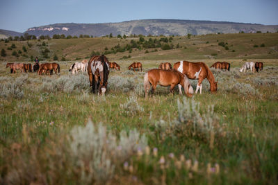 Horses grazing in a field