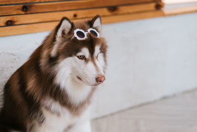 An alaskan malamute with his glassed.