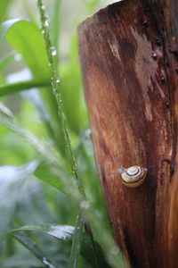 Close-up of plant against blurred background