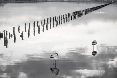 View of birds on wooden post