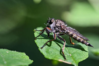 Close-up of insect on leaf