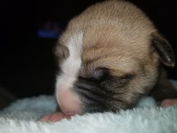 Close-up of puppy sleeping on bed