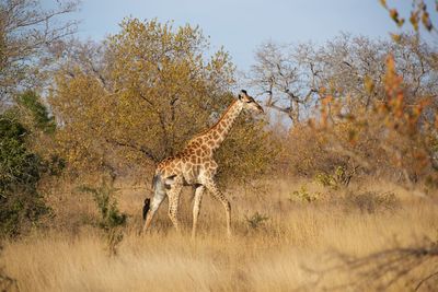 View of an animal on field