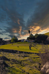 Scenic view of field against sky during sunset