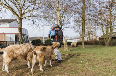 Grandfather holding daughter by goats on field