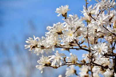 Low angle view of white flowers on branch