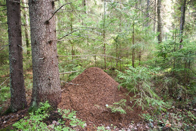 Trees in forest