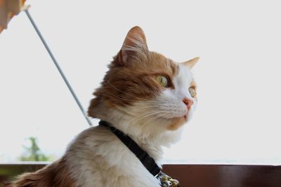 Close-up of a cat looking away