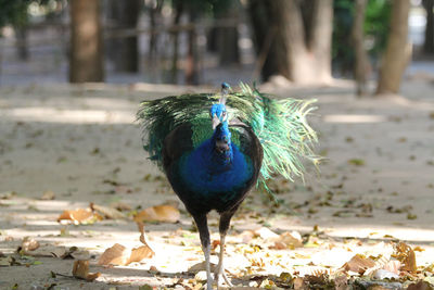 Close-up of peacock