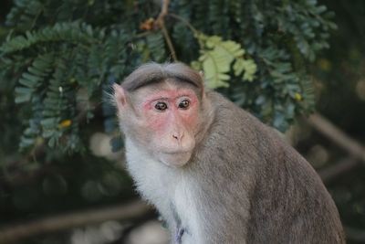 Portrait of monkey on tree