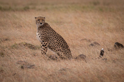 Cheetah sitting on field in zoo