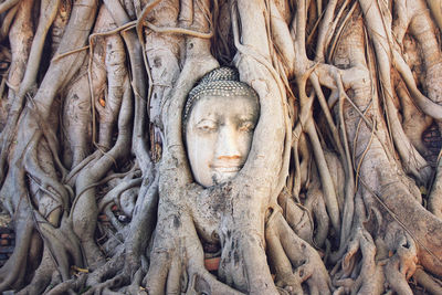 Statue of buddha in tree trunk