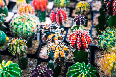 Close-up of cactus flower pot