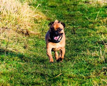 Portrait of dog running on grass