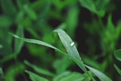 Close-up of raindrops on grass