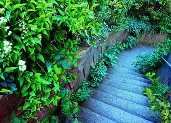 High angle view of footpath amidst plants