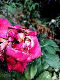 flowering plant