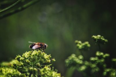 Close-up of bee on flower