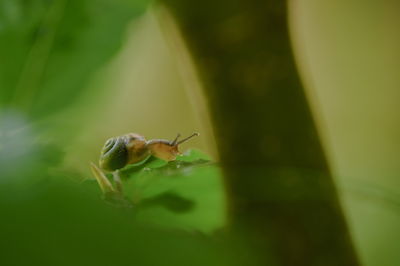 Close-up of insect on plant