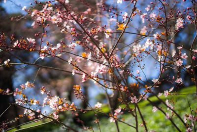 Low angle view of tree branches
