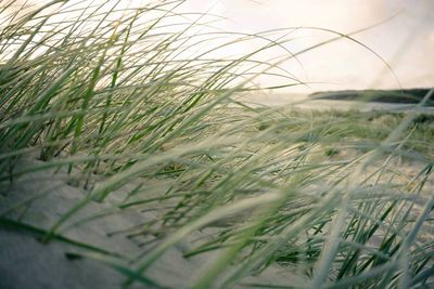 Close-up of wheat growing on field