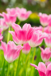 Close-up of pink flowering plant