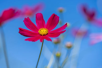 Close-up of pink cosmos flower