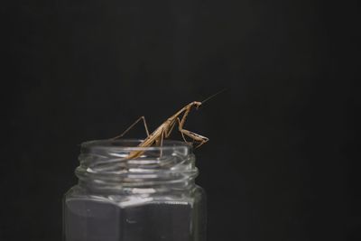 Close-up of insect in glass jar against black background