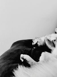 High angle view of dog sleeping on floor