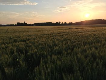 Scenic view of agricultural field against sky during sunset