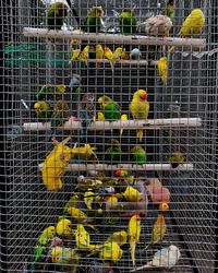 View of birds in cage