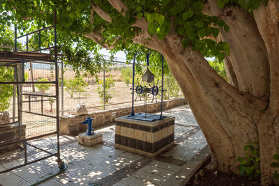 Bench by tree against plants