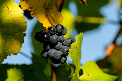 Close-up of grapes growing in vineyard