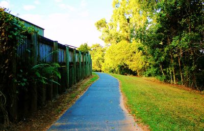 Road passing through forest