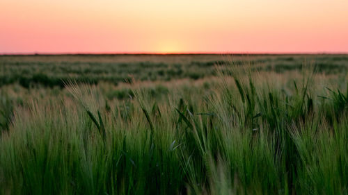 Close-up of wheat field against clear sky