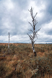 Bare tree on field against sky